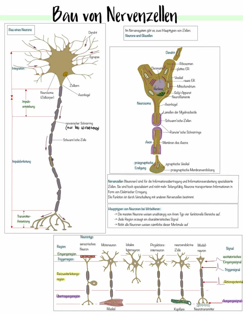 Neurobiologie Bau eines Neurons
Integration
Impuls-
entstehung
Impulsfortleitung
Transmitter-
freisetzung
Bau von Nervenzellen
Neurosoma
(Ze