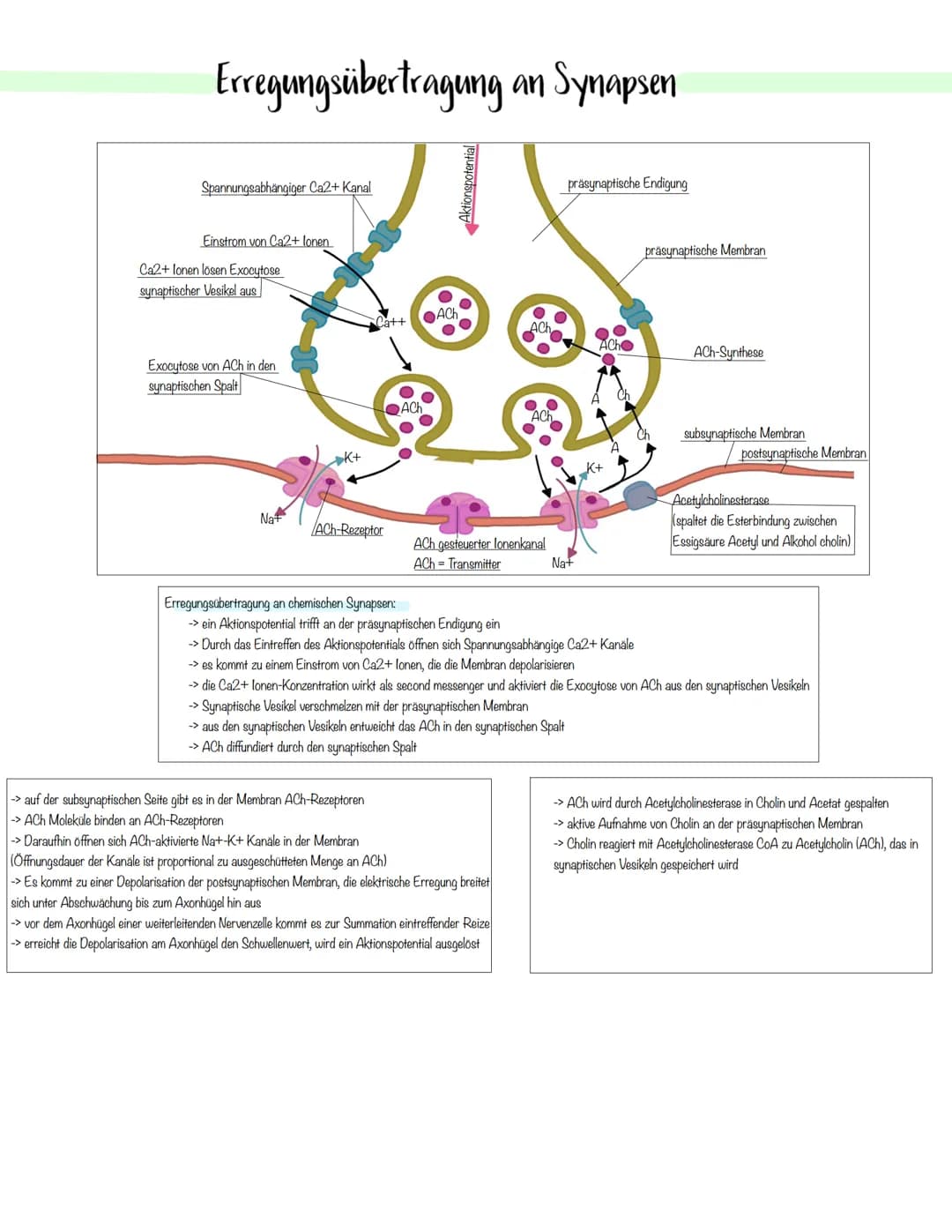 Neurobiologie Bau eines Neurons
Integration
Impuls-
entstehung
Impulsfortleitung
Transmitter-
freisetzung
Bau von Nervenzellen
Neurosoma
(Ze