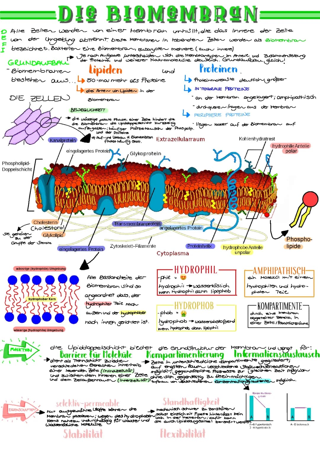 Die Biomembran