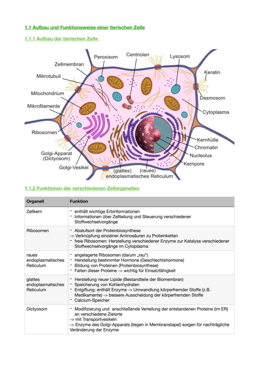 1.1 Aufbau und Funktionsweise einer tierischen Zelle
1.1.1 Aufbau der tierischen Zelle
Mikrotubuli
Mitochondrium
Mikrofilamente
Ribosomen
Or