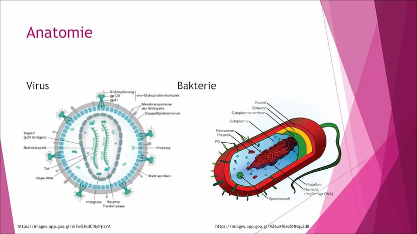 Schule
Fach: Biologie
Fachlehrerin:
Referent:
Gliederung:
1. Einleitung
2. Anatomie
3. Vermehrung
4.
5.
6.
Genetische Rekombination und Gent