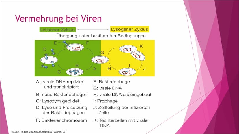Schule
Fach: Biologie
Fachlehrerin:
Referent:
Gliederung:
1. Einleitung
2. Anatomie
3. Vermehrung
4.
5.
6.
Genetische Rekombination und Gent