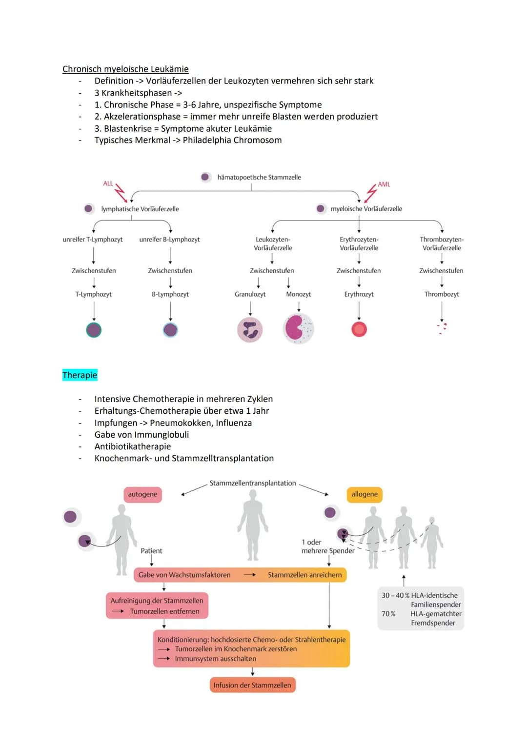 Examensthema: Leukämie
Gliederung
Definition
Symptome
Entstehungsfaktoren
Epidemiologie
Diagnostik
Formen
Therapie
Prognose
Knochenmark + St