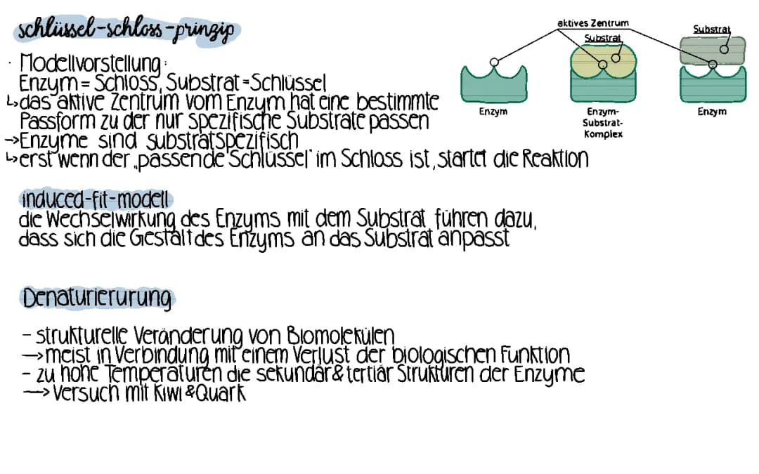 schlüssel-schloss-prinzip, induced fit & denauturierung 