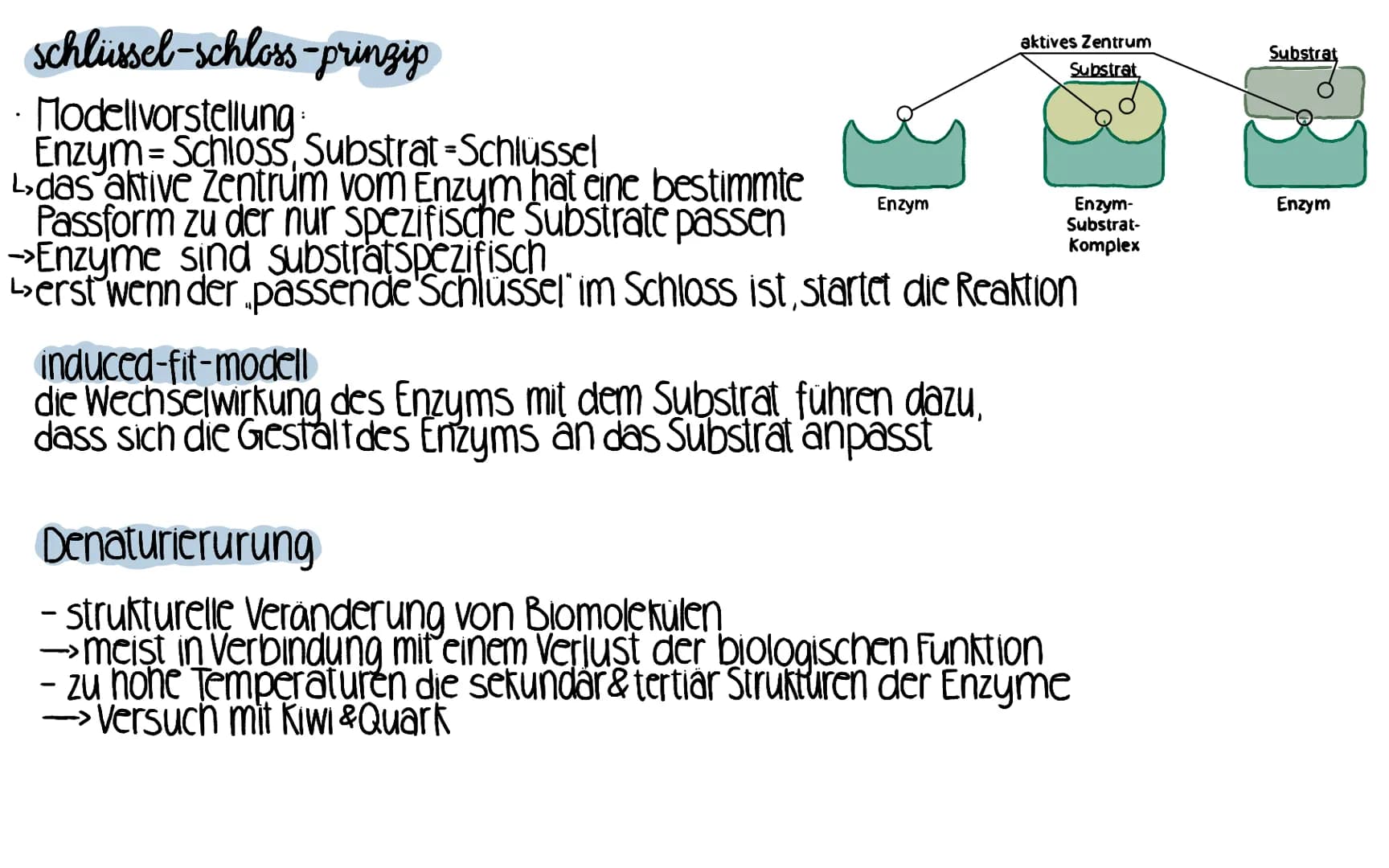 schlüssel-schloss-prinzip
- Modellvorstellung.
Enzym-Schloss, Substrat -Schlüssel
Ldas aktive Zentrum vom Enzym hat eine bestimmte
Passform 