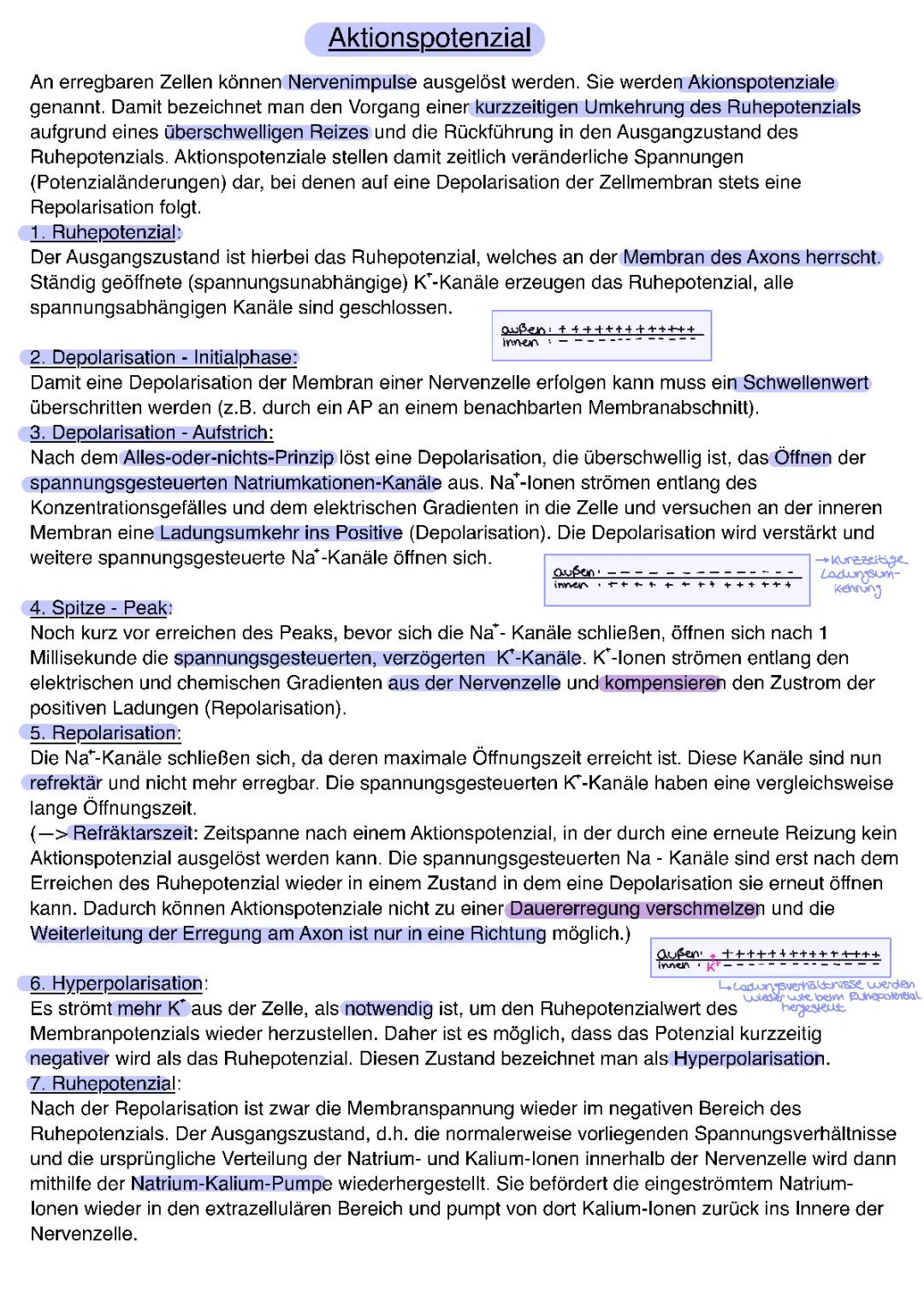 das Aktionspotenzial 