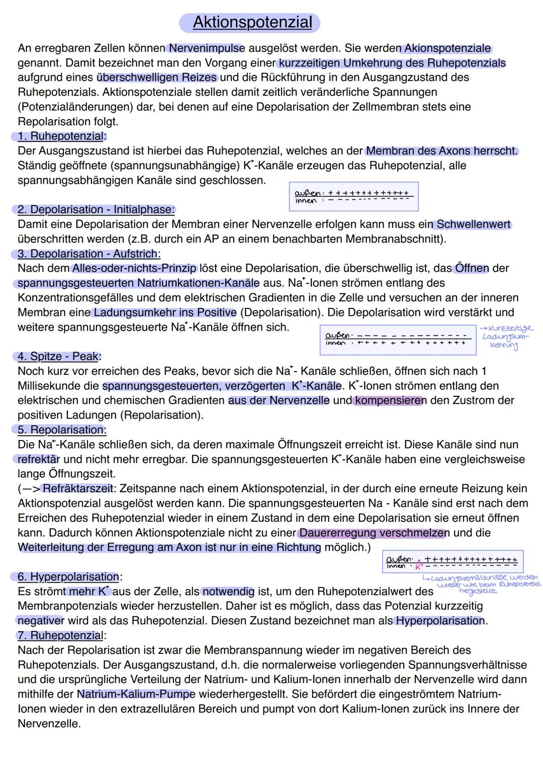 Aktionspotenzial
An erregbaren Zellen können Nervenimpulse ausgelöst werden. Sie werden Akionspotenziale
genannt. Damit bezeichnet man den V