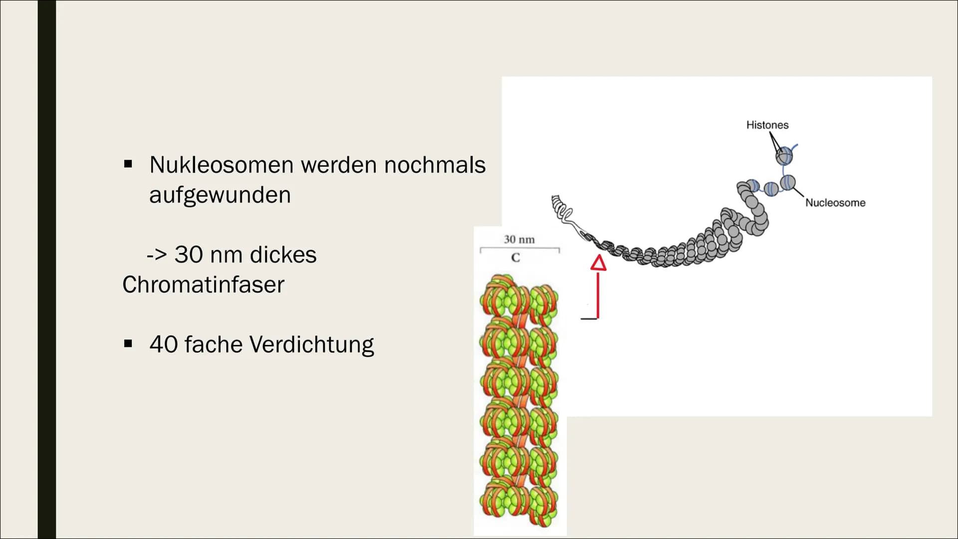 NNNN
DNA
VERPACKUNG
FILT Gliederung
Allgemeines
Verpackung
Einführung
Verlauf Allgemeines
■ DNA= Desoxyribonucleinsäure
■ Eukaryoten: DNA im