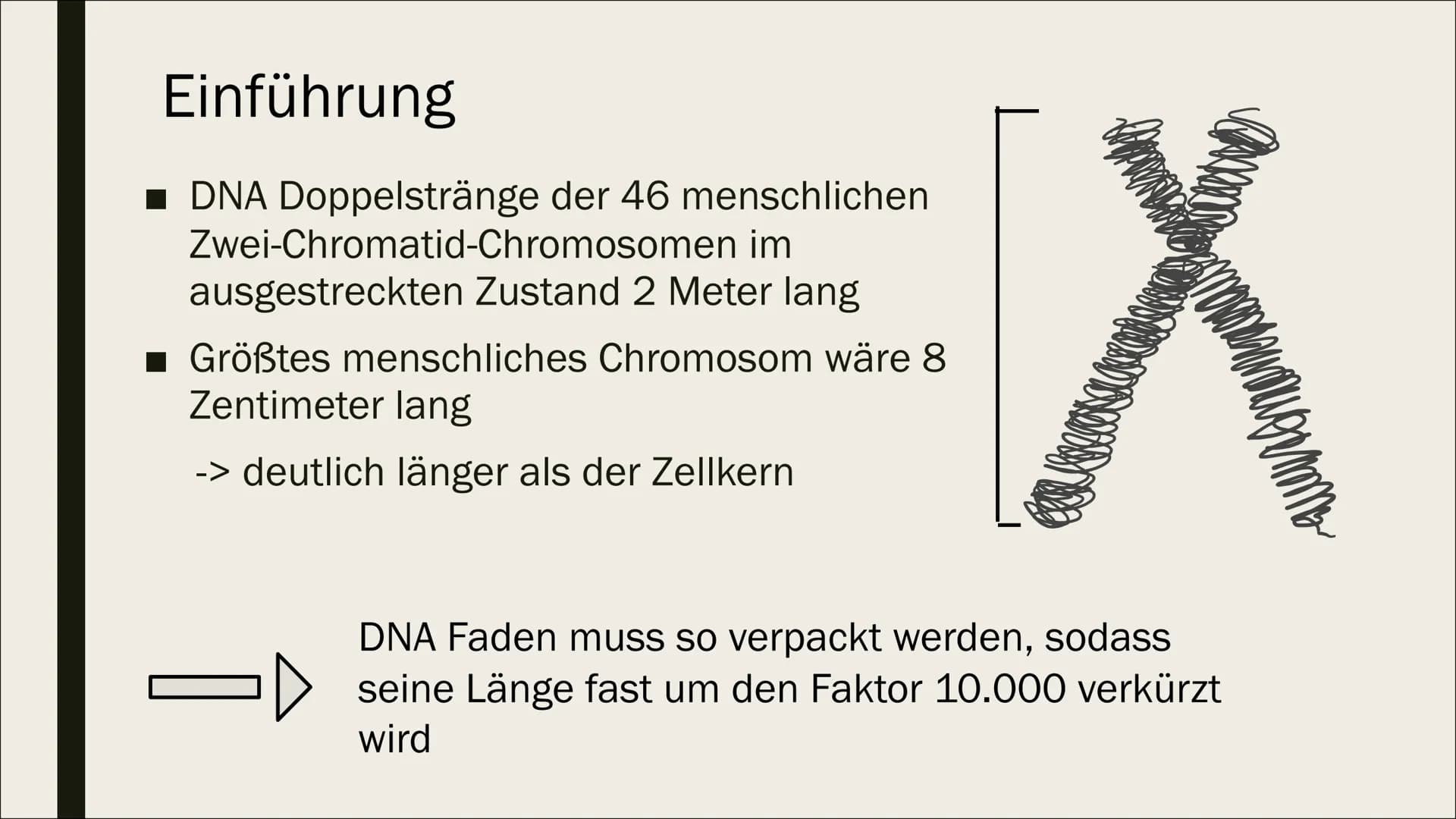 NNNN
DNA
VERPACKUNG
FILT Gliederung
Allgemeines
Verpackung
Einführung
Verlauf Allgemeines
■ DNA= Desoxyribonucleinsäure
■ Eukaryoten: DNA im