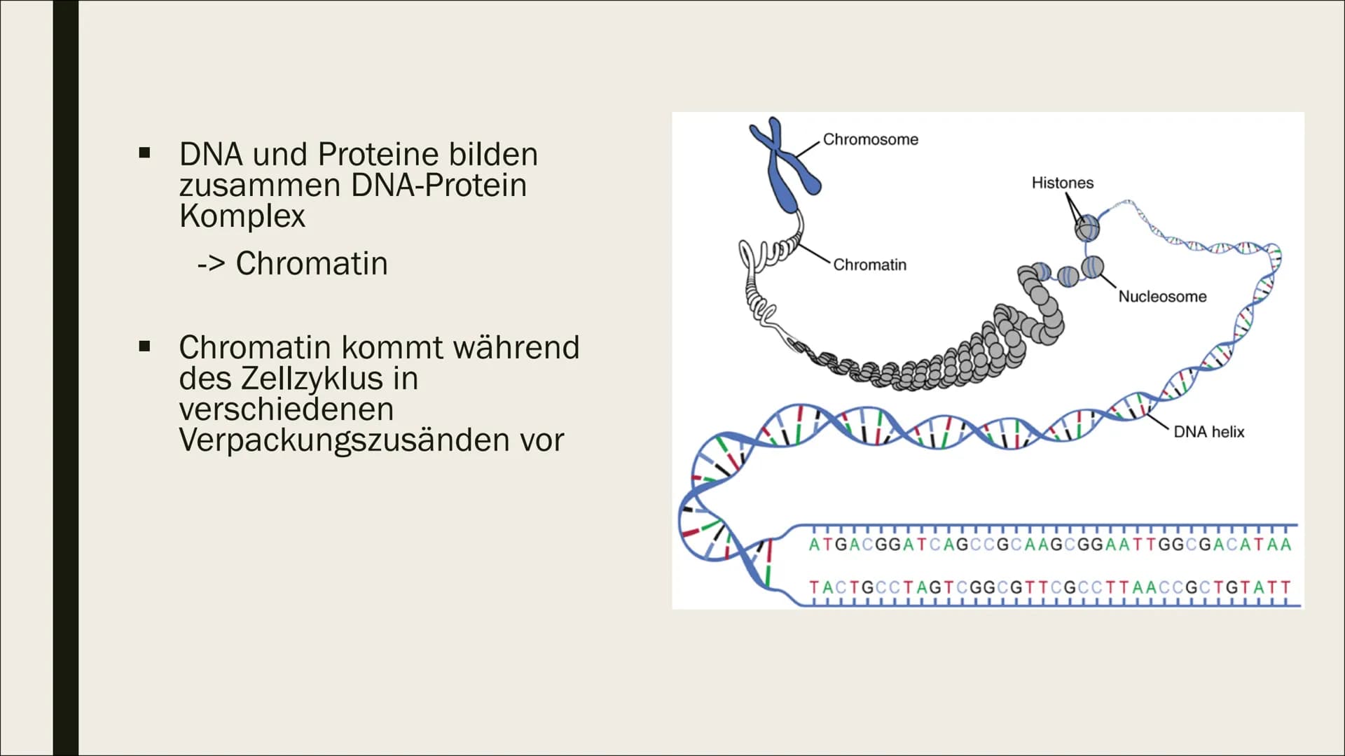 NNNN
DNA
VERPACKUNG
FILT Gliederung
Allgemeines
Verpackung
Einführung
Verlauf Allgemeines
■ DNA= Desoxyribonucleinsäure
■ Eukaryoten: DNA im
