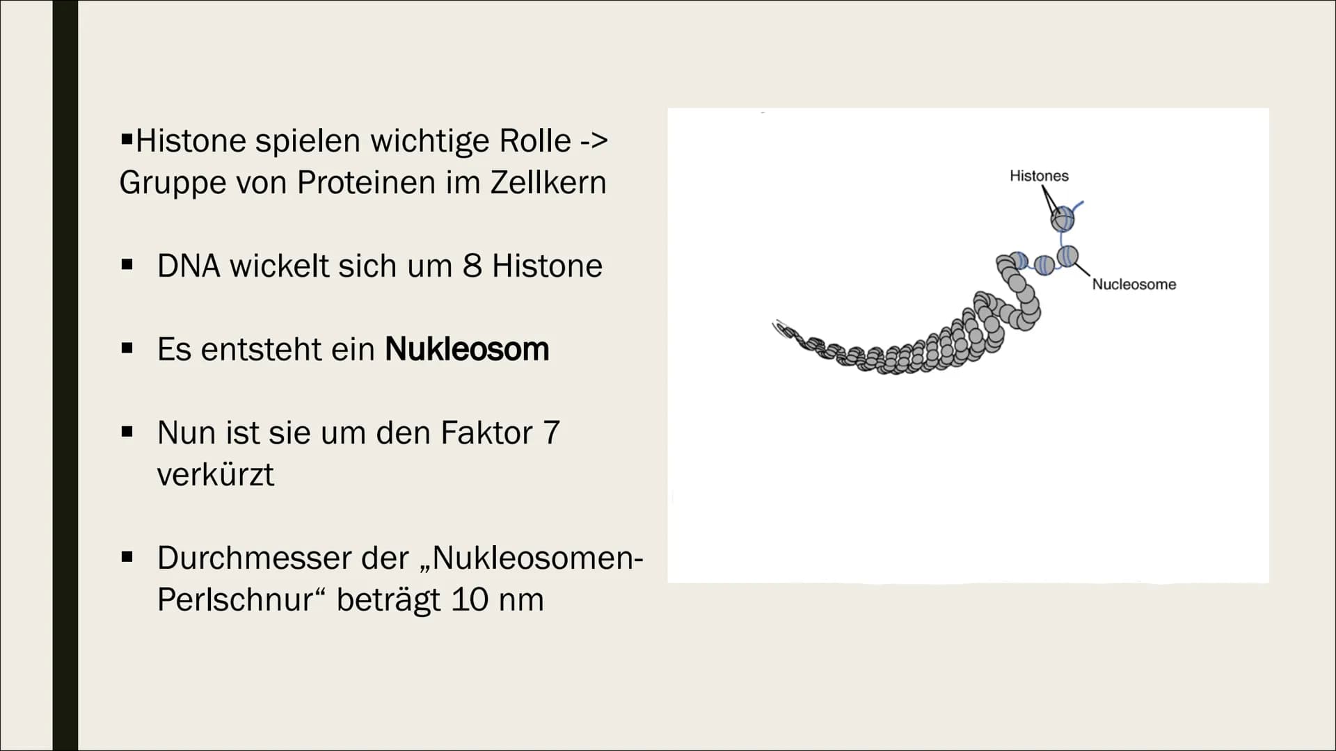NNNN
DNA
VERPACKUNG
FILT Gliederung
Allgemeines
Verpackung
Einführung
Verlauf Allgemeines
■ DNA= Desoxyribonucleinsäure
■ Eukaryoten: DNA im