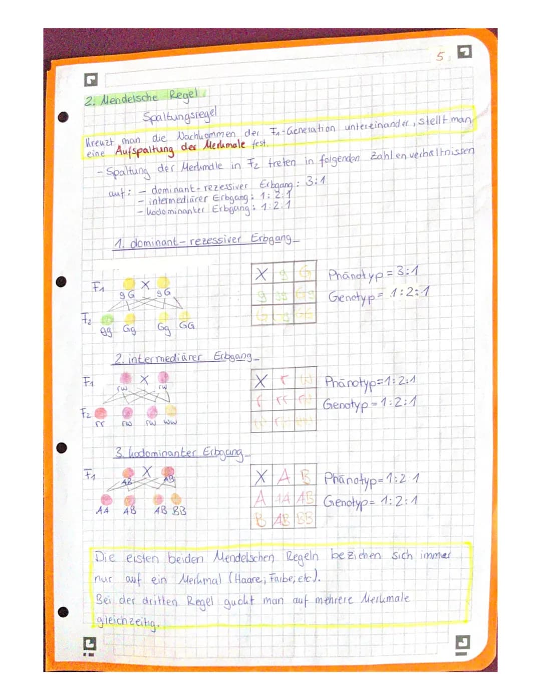 G 1. Mendelsche Regel
Uniformitätsregel
Kreuzt man
einem Merkmal unterscheiden, aber
jeweils reiner big sind, dann sind die Nachkommen alle 