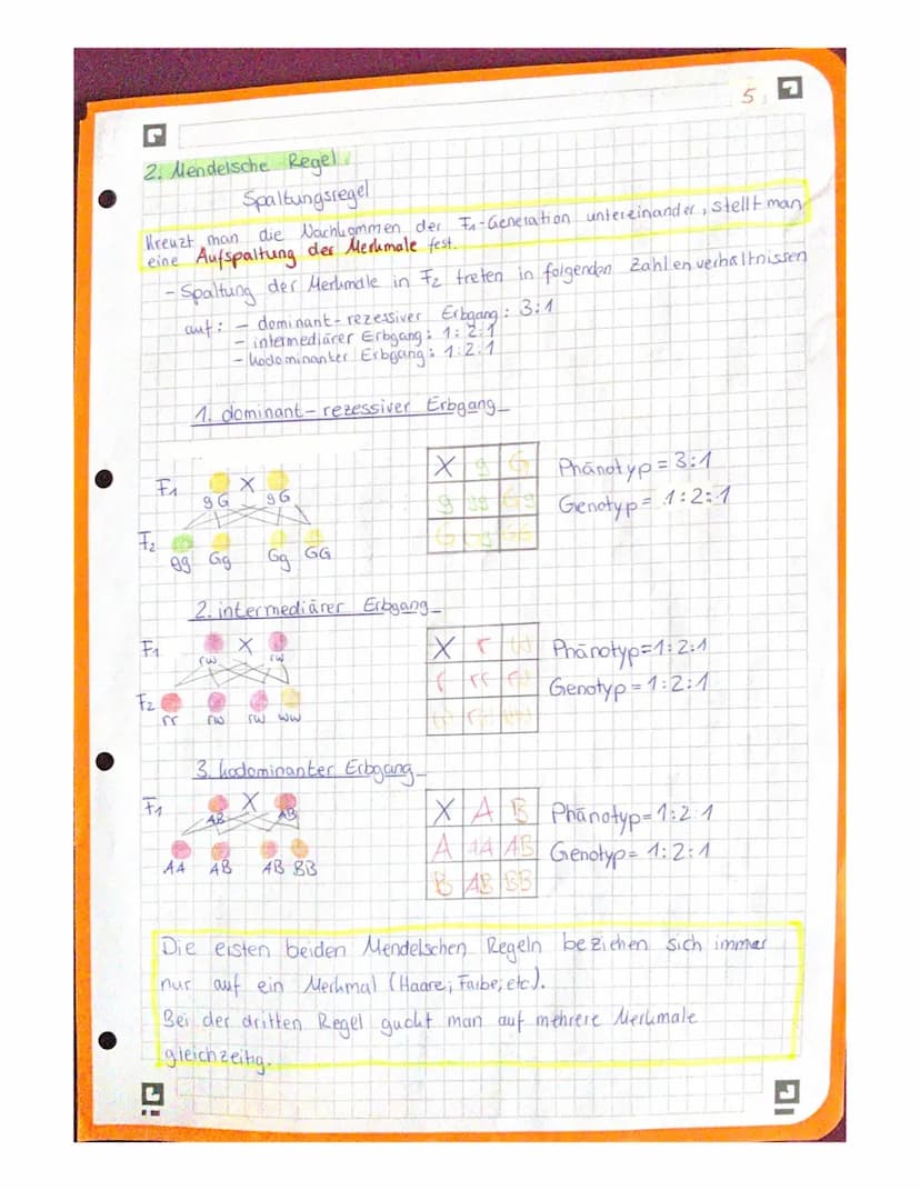 G 1. Mendelsche Regel
Uniformitätsregel
Kreuzt man
einem Merkmal unterscheiden, aber
jeweils reiner big sind, dann sind die Nachkommen alle 
