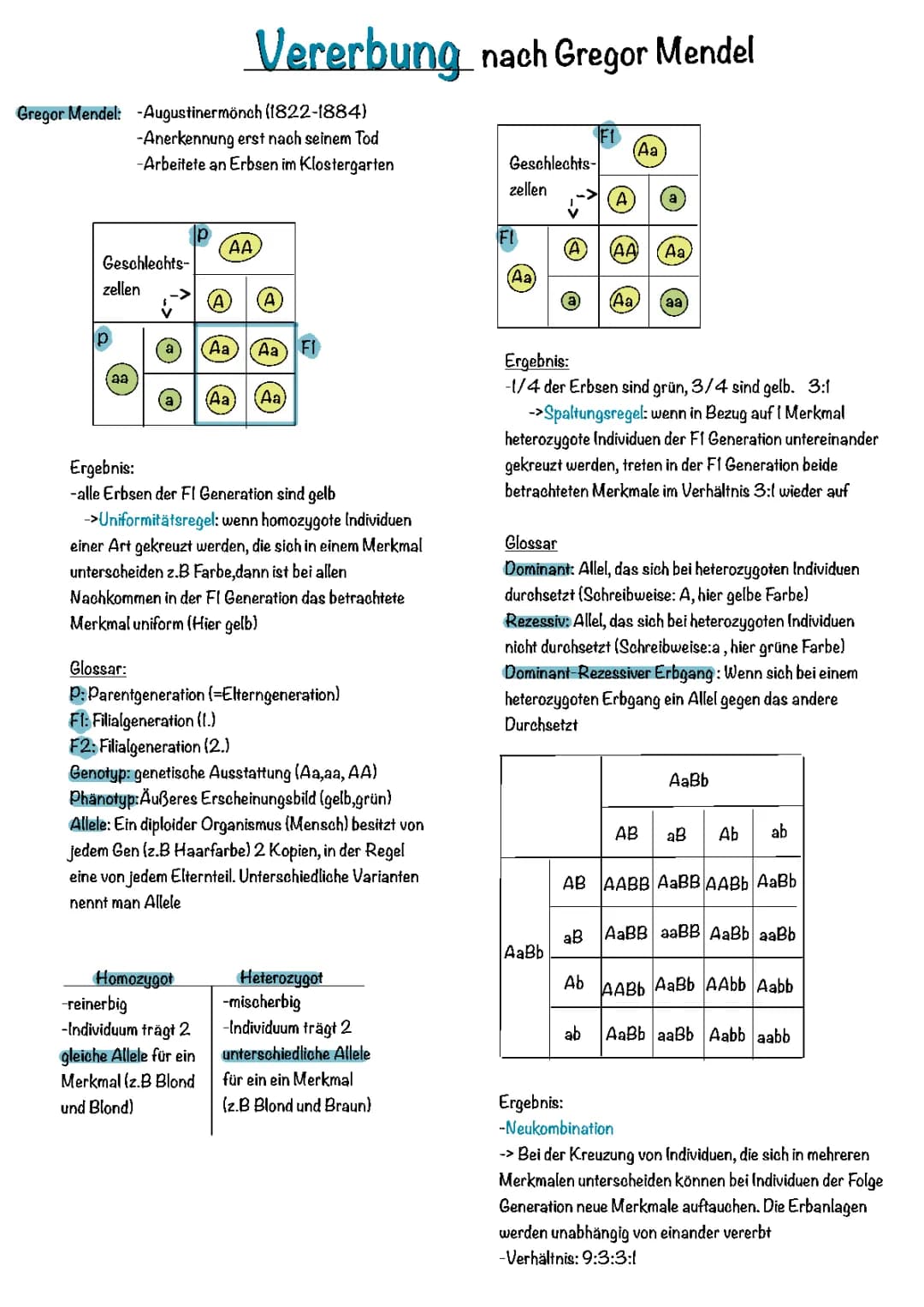 Vererbung nach Gregor Mendel 