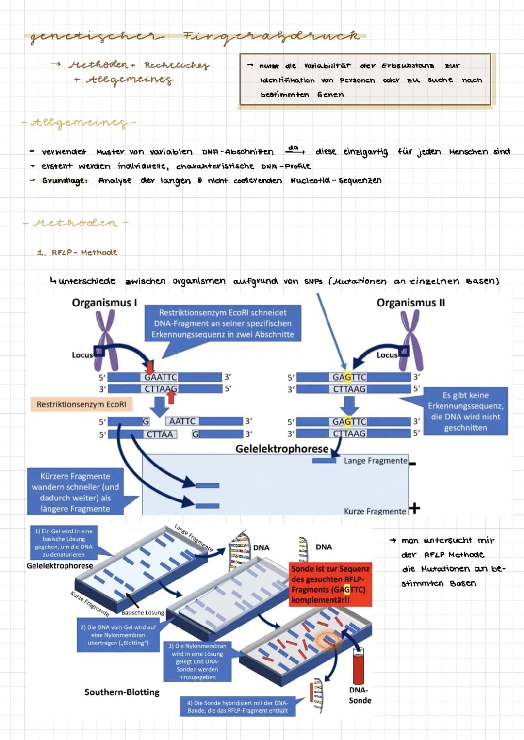 genetischer Fingerabdruck 
