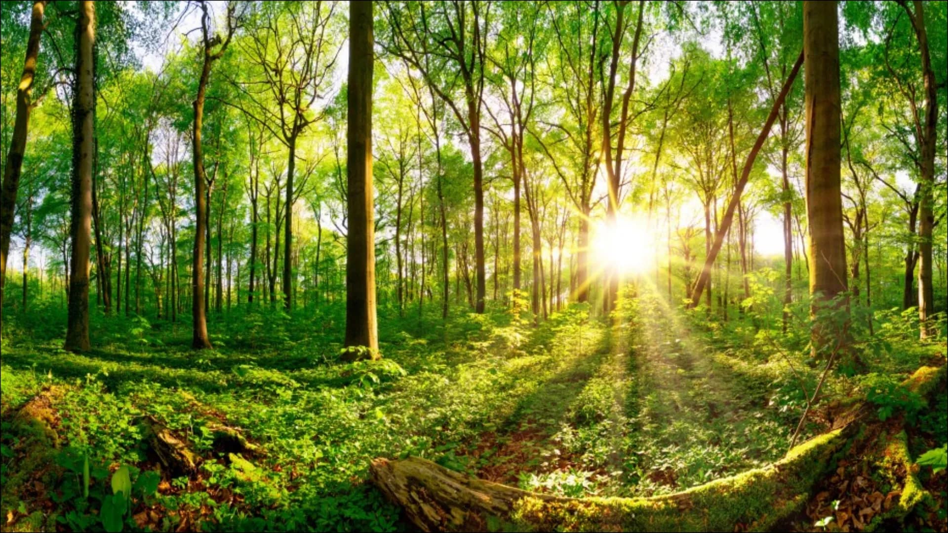 Ökosystem Wald
Ece Özmen Aufbau eines
Waldes
Zonierung
pepes Themen auf die wir eingehen
Wald Definition
- Entwicklungsstadien
- Baumarten
-