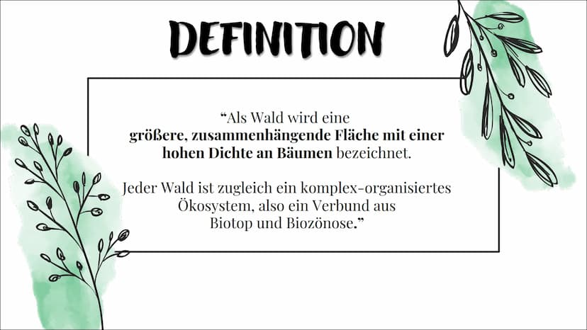 Ökosystem Wald
Ece Özmen Aufbau eines
Waldes
Zonierung
pepes Themen auf die wir eingehen
Wald Definition
- Entwicklungsstadien
- Baumarten
-