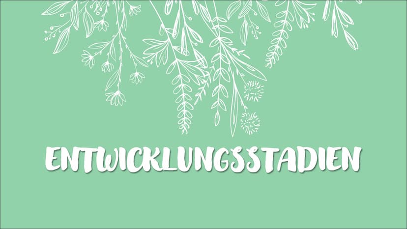 Ökosystem Wald
Ece Özmen Aufbau eines
Waldes
Zonierung
pepes Themen auf die wir eingehen
Wald Definition
- Entwicklungsstadien
- Baumarten
-