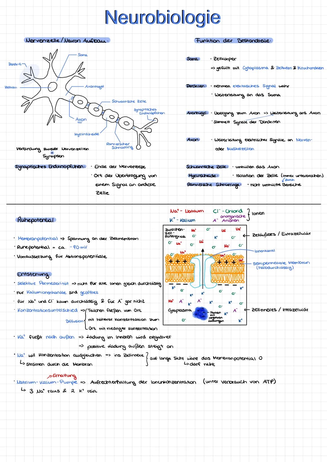 Dendrit
Zellkern
Nervenzelle/Neuron Aufbau:
Soma
Axonnügel
Ruhepotential
Axon
=
Hyelinscheide
verbindung zwever Nervenzellen
Synapsen
Neurob