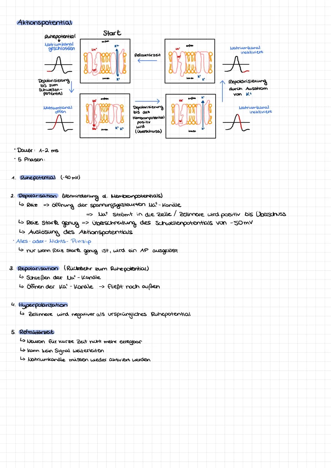 Dendrit
Zellkern
Nervenzelle/Neuron Aufbau:
Soma
Axonnügel
Ruhepotential
Axon
=
Hyelinscheide
verbindung zwever Nervenzellen
Synapsen
Neurob