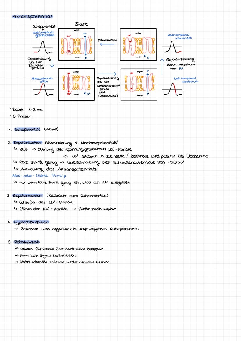 Dendrit
Zellkern
Nervenzelle/Neuron Aufbau:
Soma
Axonnügel
Ruhepotential
Axon
=
Hyelinscheide
verbindung zwever Nervenzellen
Synapsen
Neurob