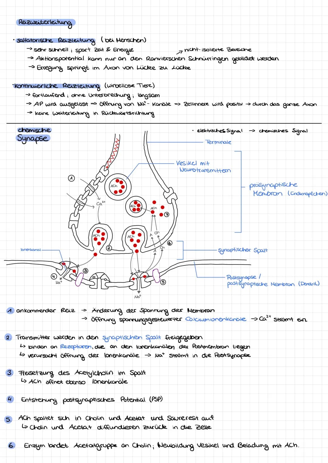 Dendrit
Zellkern
Nervenzelle/Neuron Aufbau:
Soma
Axonnügel
Ruhepotential
Axon
=
Hyelinscheide
verbindung zwever Nervenzellen
Synapsen
Neurob