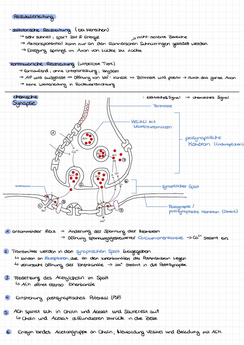 Dendrit
Zellkern
Nervenzelle/Neuron Aufbau:
Soma
Axonnügel
Ruhepotential
Axon
=
Hyelinscheide
verbindung zwever Nervenzellen
Synapsen
Neurob