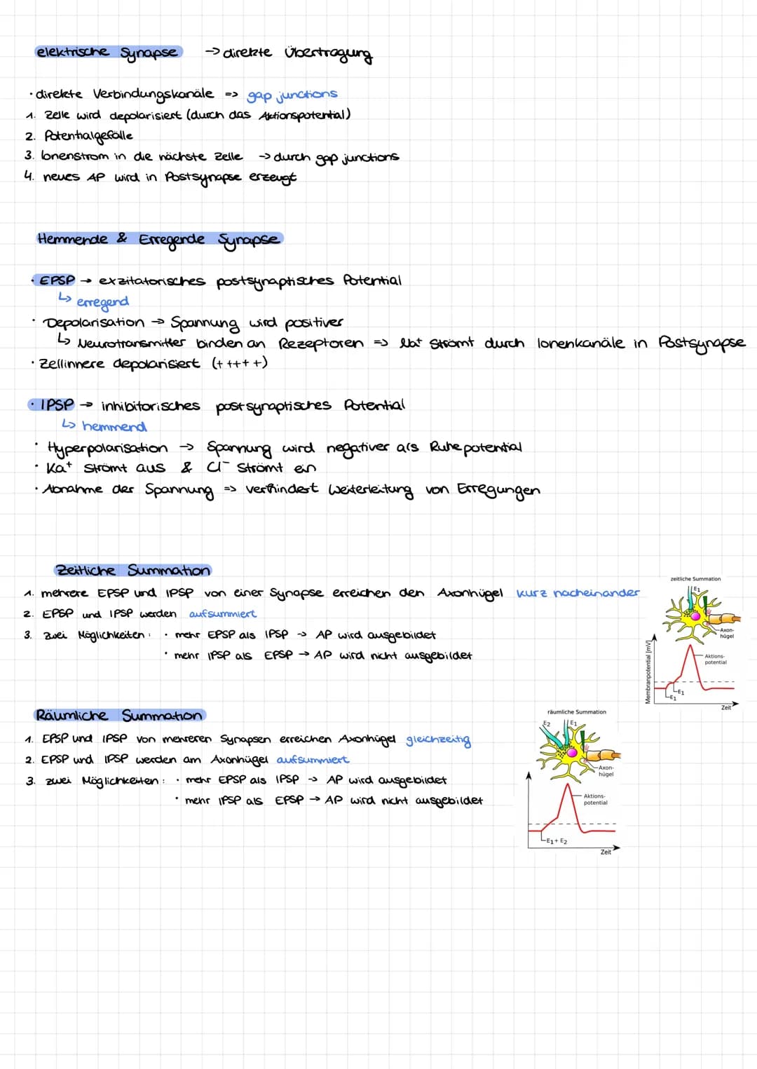 Dendrit
Zellkern
Nervenzelle/Neuron Aufbau:
Soma
Axonnügel
Ruhepotential
Axon
=
Hyelinscheide
verbindung zwever Nervenzellen
Synapsen
Neurob