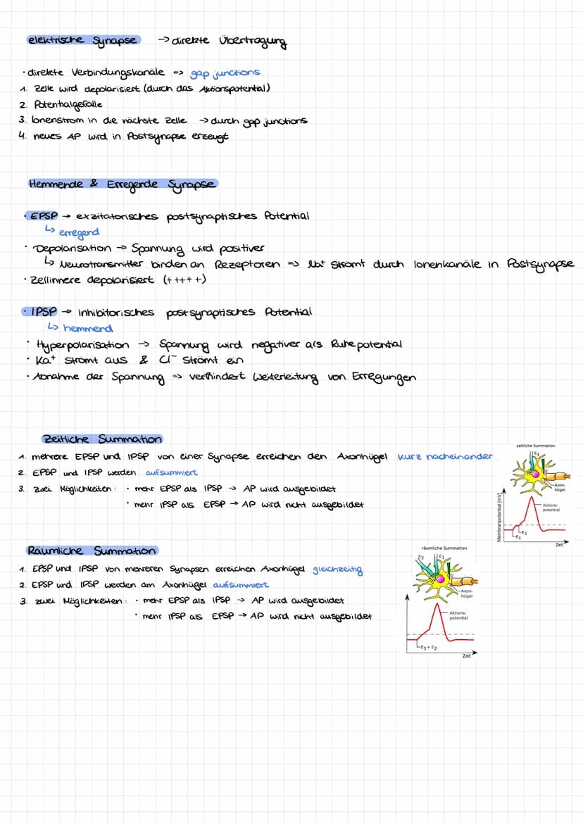 Dendrit
Zellkern
Nervenzelle/Neuron Aufbau:
Soma
Axonnügel
Ruhepotential
Axon
=
Hyelinscheide
verbindung zwever Nervenzellen
Synapsen
Neurob