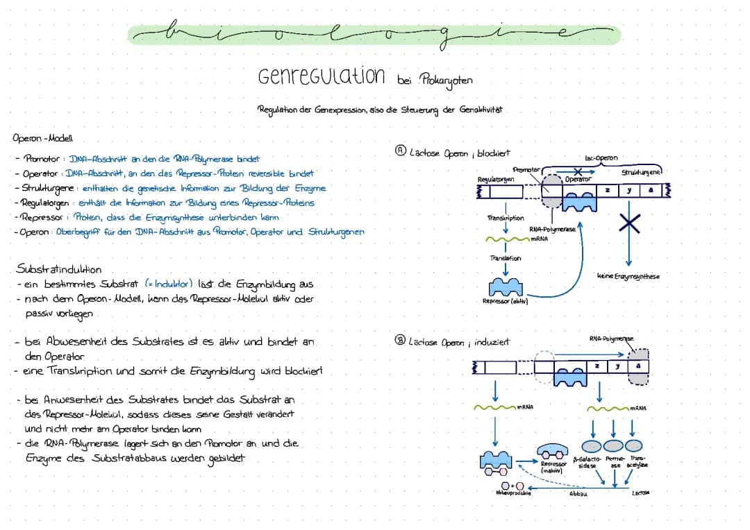 Genregulation von Pro- und Eukaryoten 