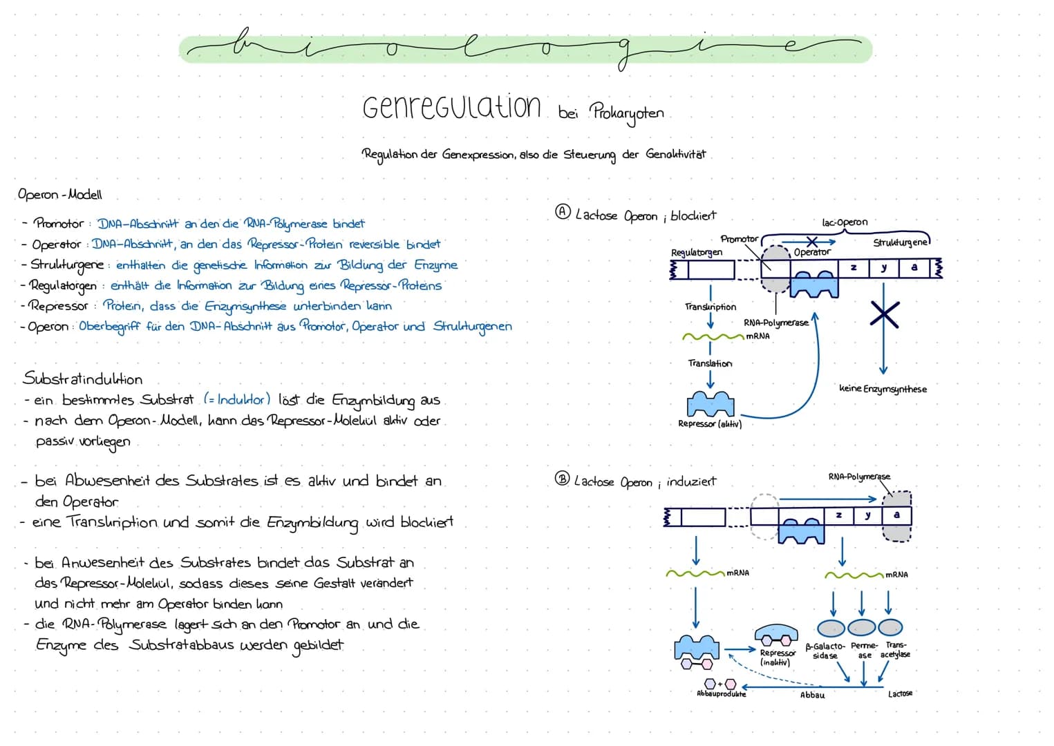 Genregulation bei Prokaryoten
Regulation der Genexpression, also die Steuerung der Genaktivität
Operon -Modell
- Promotor: DNA-Abschnitt an 