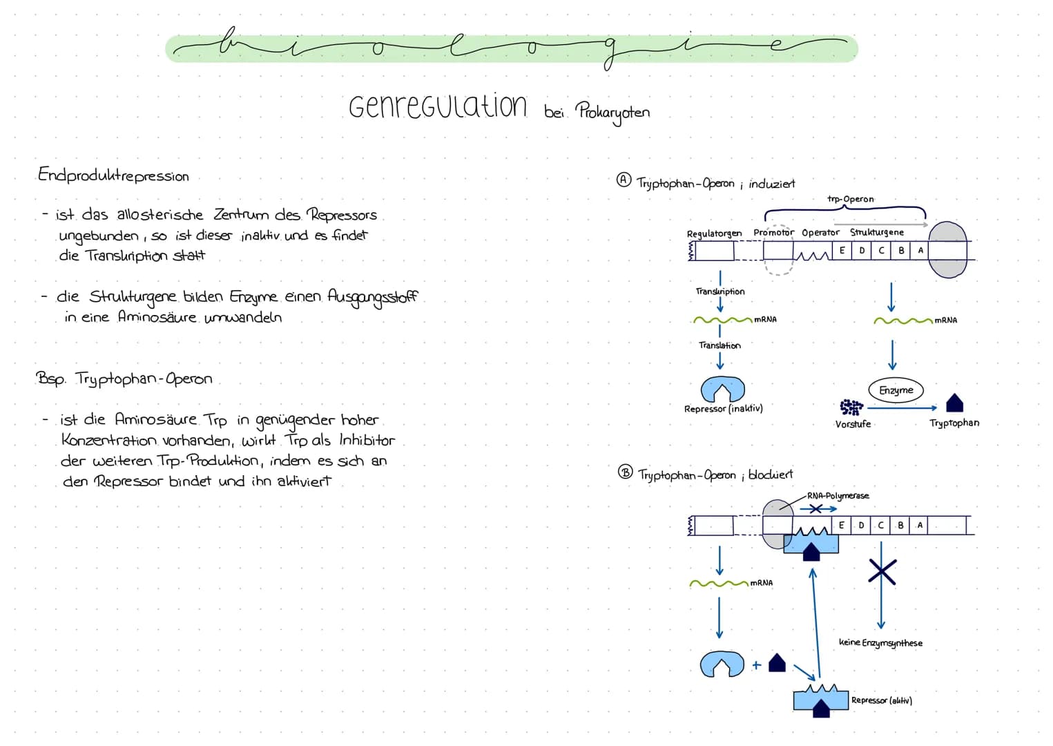 Genregulation bei Prokaryoten
Regulation der Genexpression, also die Steuerung der Genaktivität
Operon -Modell
- Promotor: DNA-Abschnitt an 