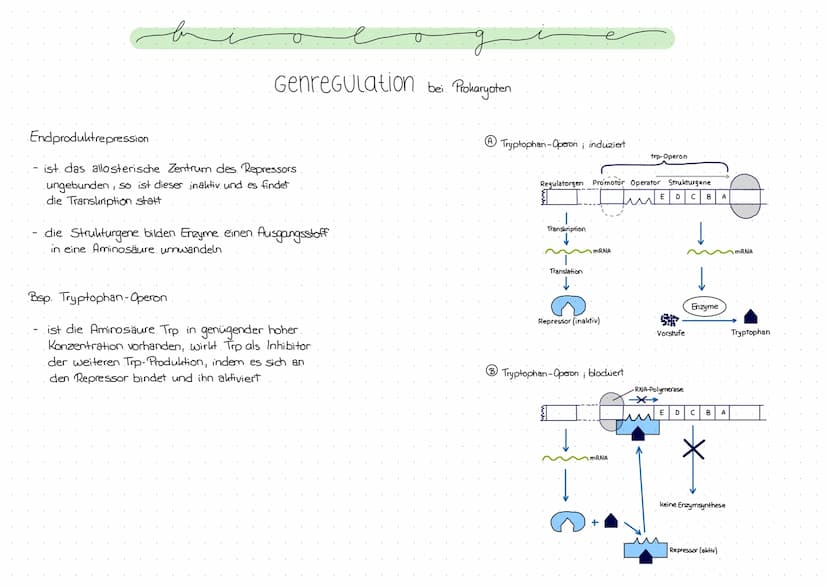 Genregulation bei Prokaryoten
Regulation der Genexpression, also die Steuerung der Genaktivität
Operon -Modell
- Promotor: DNA-Abschnitt an 