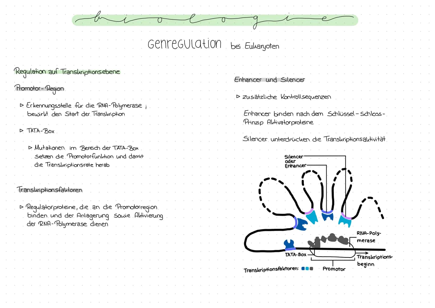 Genregulation bei Prokaryoten
Regulation der Genexpression, also die Steuerung der Genaktivität
Operon -Modell
- Promotor: DNA-Abschnitt an 