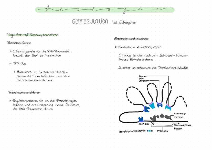 Genregulation bei Prokaryoten
Regulation der Genexpression, also die Steuerung der Genaktivität
Operon -Modell
- Promotor: DNA-Abschnitt an 