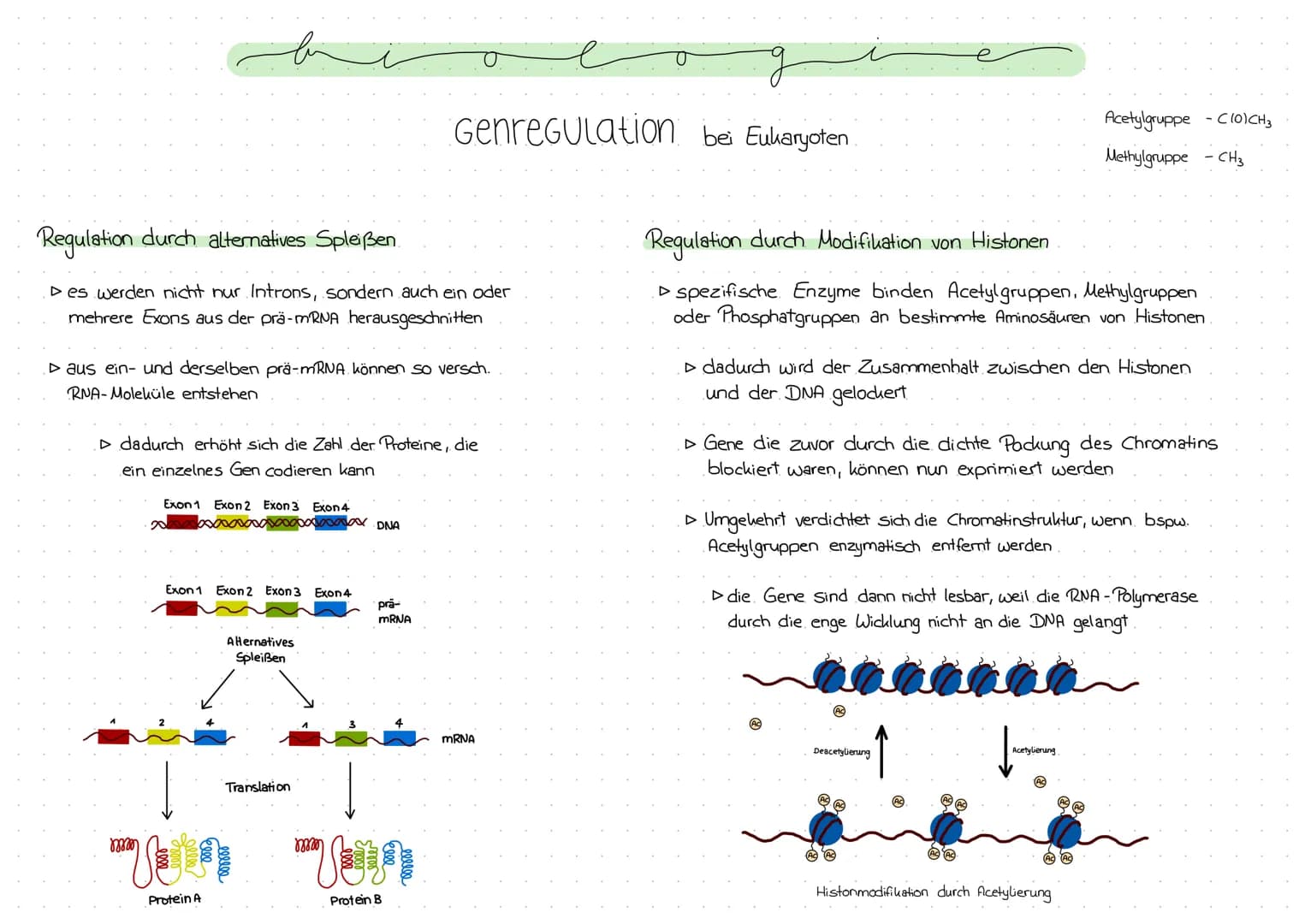 Genregulation bei Prokaryoten
Regulation der Genexpression, also die Steuerung der Genaktivität
Operon -Modell
- Promotor: DNA-Abschnitt an 