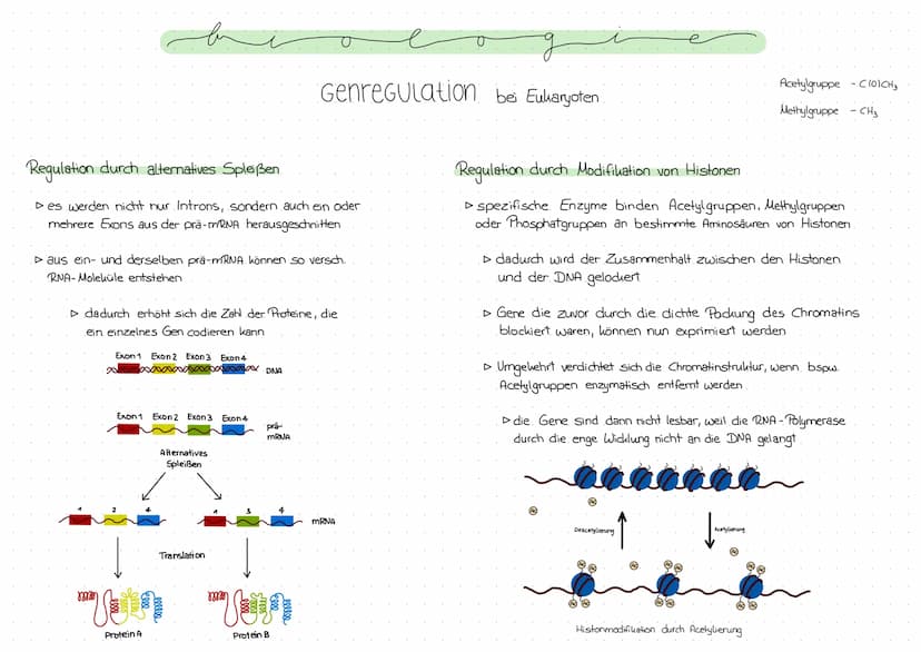 Genregulation bei Prokaryoten
Regulation der Genexpression, also die Steuerung der Genaktivität
Operon -Modell
- Promotor: DNA-Abschnitt an 