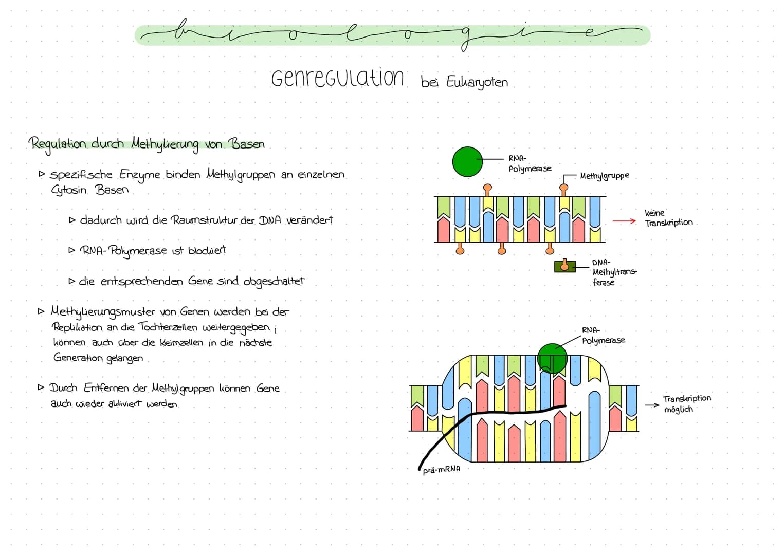 Genregulation bei Prokaryoten
Regulation der Genexpression, also die Steuerung der Genaktivität
Operon -Modell
- Promotor: DNA-Abschnitt an 