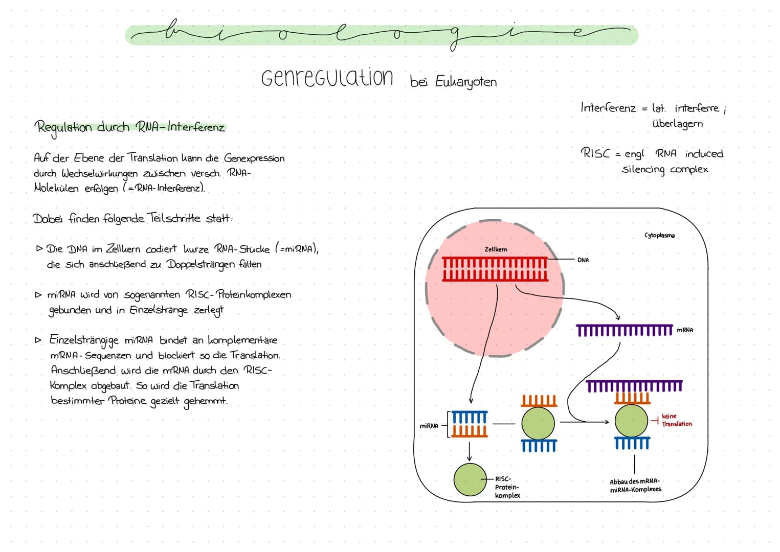 Genregulation bei Prokaryoten
Regulation der Genexpression, also die Steuerung der Genaktivität
Operon -Modell
- Promotor: DNA-Abschnitt an 