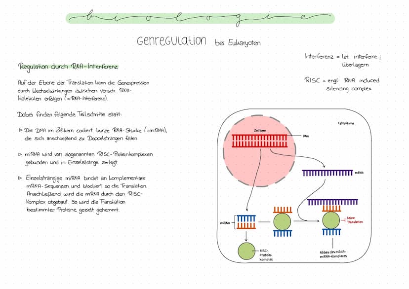 Genregulation bei Prokaryoten
Regulation der Genexpression, also die Steuerung der Genaktivität
Operon -Modell
- Promotor: DNA-Abschnitt an 