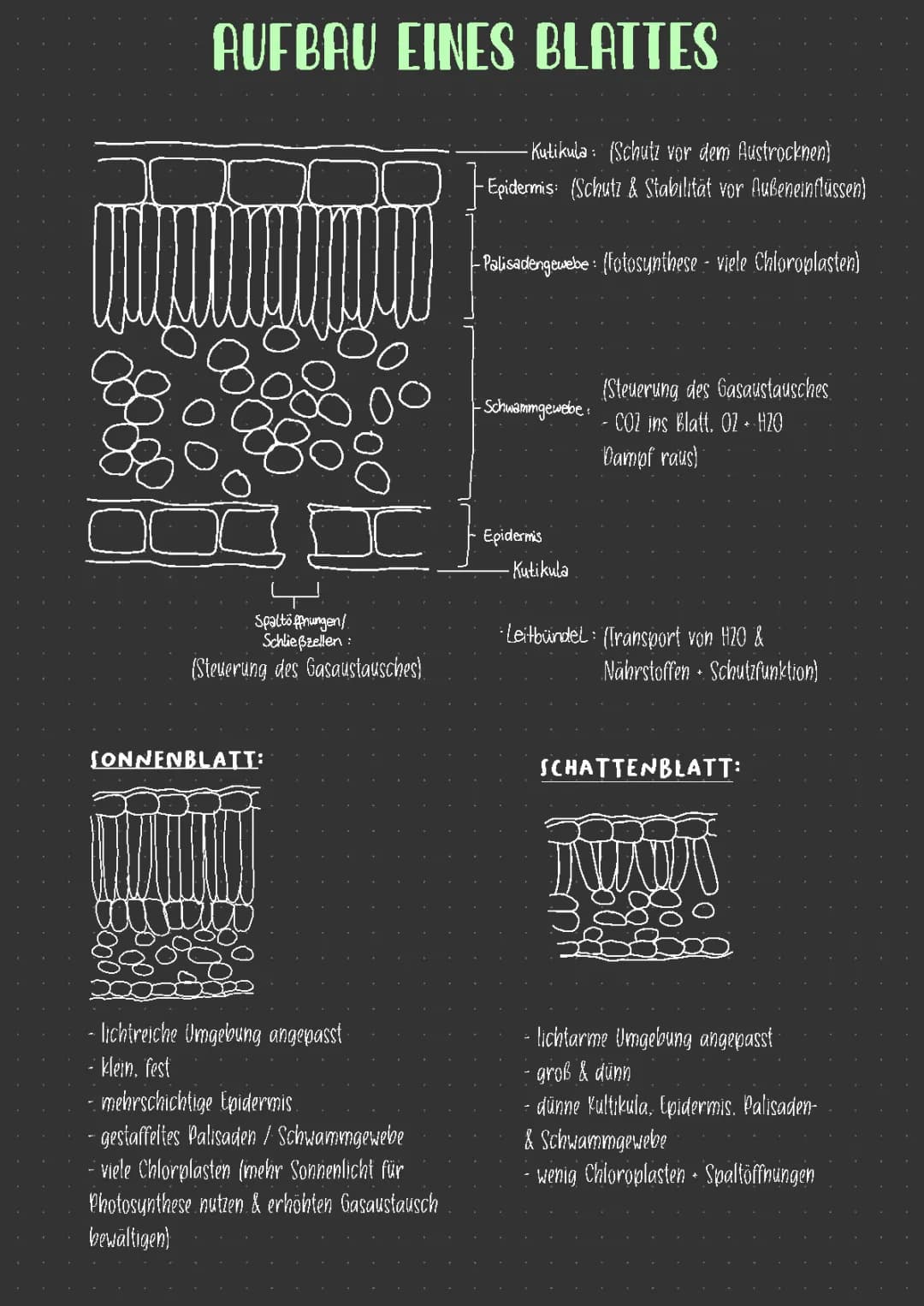 Aufbau eines Blattes 