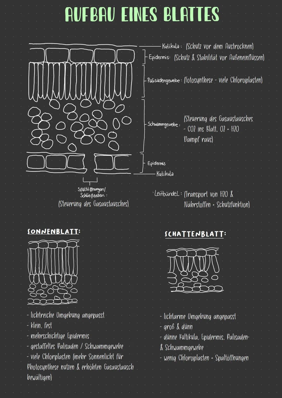 AUFBAU EINES BLATTES
C
Spaltöffnungen/
Schließzellen:
(Steuerung des Gasaustausches).
SONNENBLATT:
- lichtreiche Umgebung angepasst.
- klein