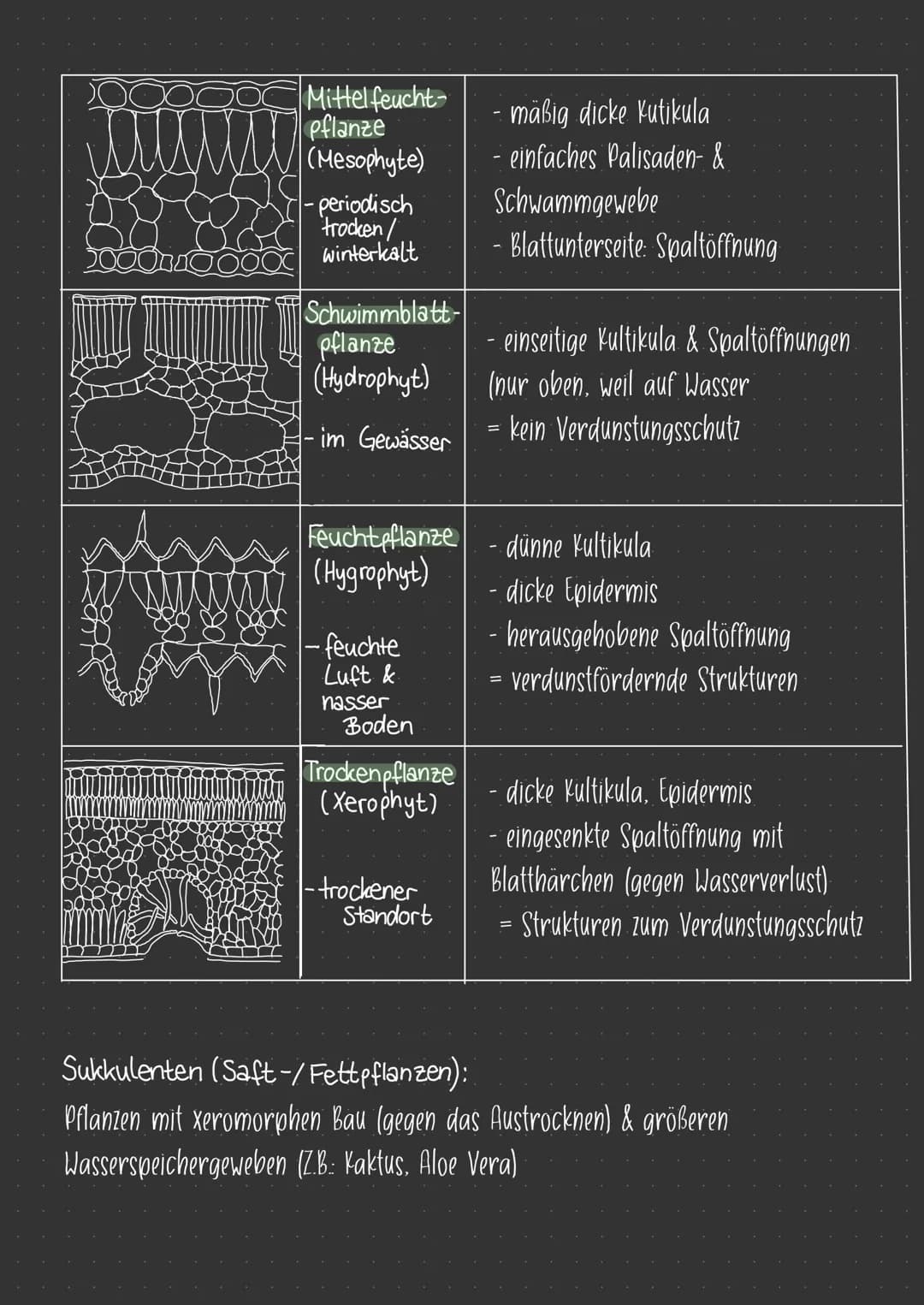 AUFBAU EINES BLATTES
C
Spaltöffnungen/
Schließzellen:
(Steuerung des Gasaustausches).
SONNENBLATT:
- lichtreiche Umgebung angepasst.
- klein