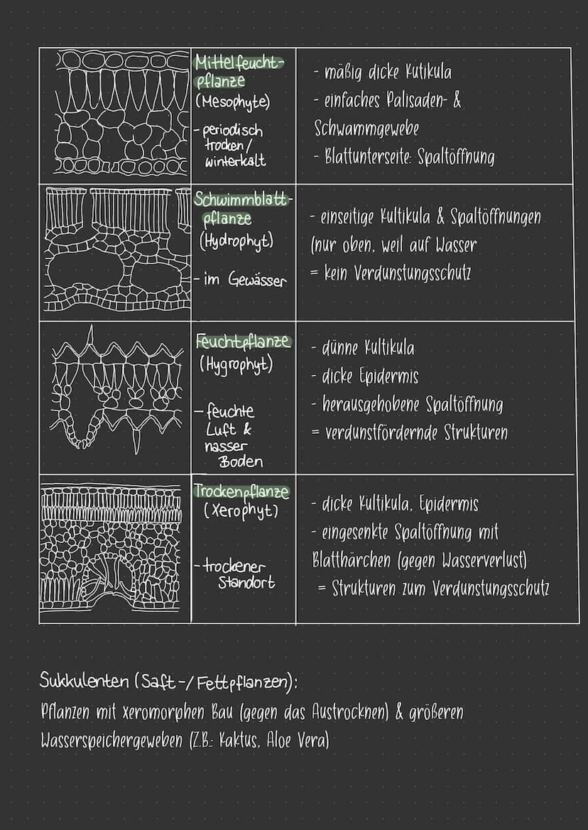 AUFBAU EINES BLATTES
C
Spaltöffnungen/
Schließzellen:
(Steuerung des Gasaustausches).
SONNENBLATT:
- lichtreiche Umgebung angepasst.
- klein