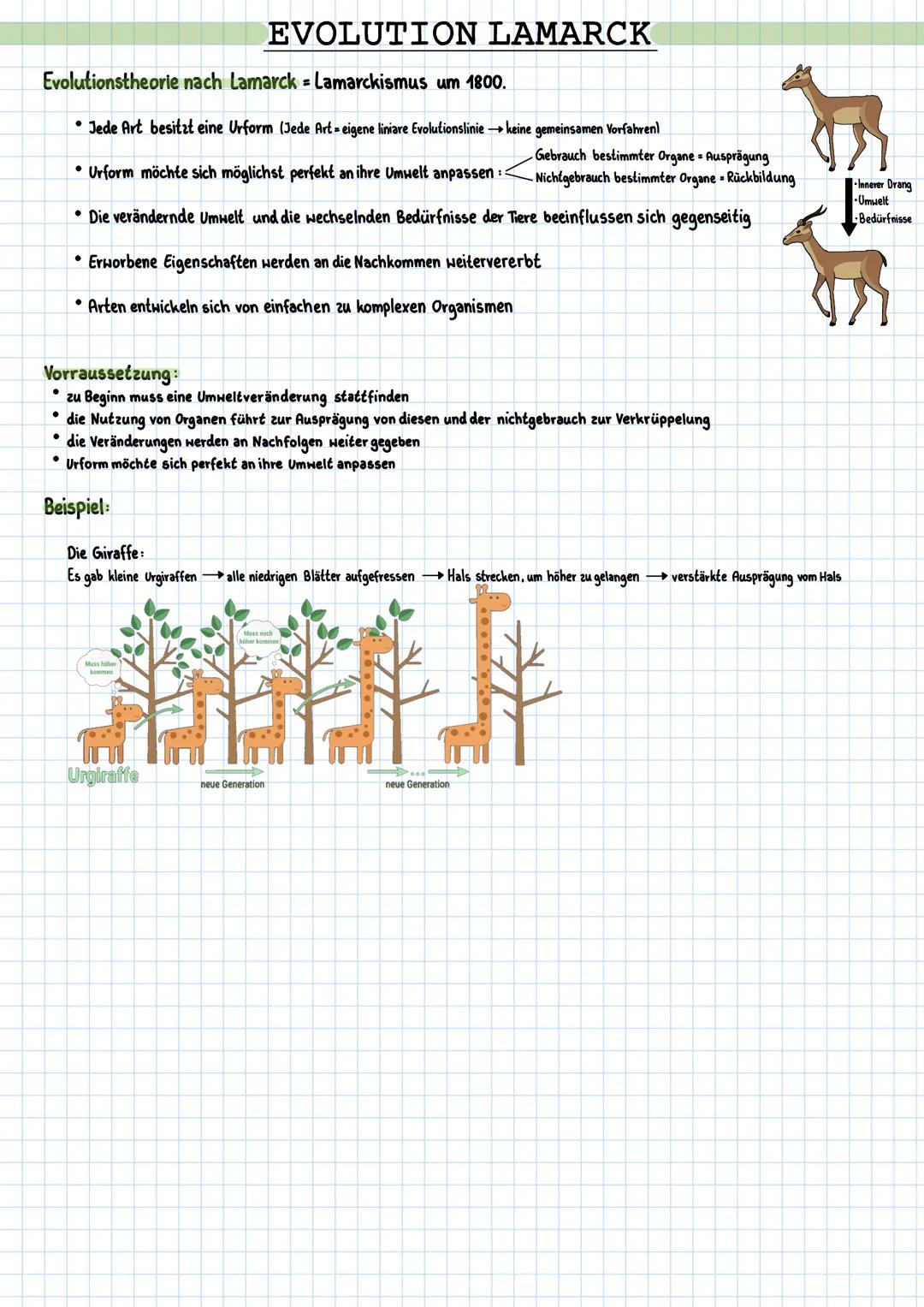 # EVOLUTION LAMARCK

Evolutionstheorie nach Lamarck = Lamarckismus um 1800.

*   Jede Art besitzt eine Urform (Jede Art eigene liniare Evolu