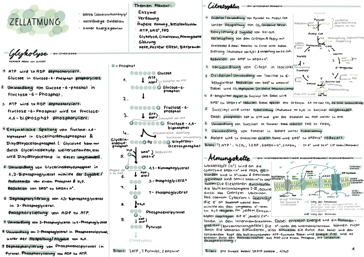 ZELLATMUNG
Glykolyse
AEROBER ABBAU VON GLUCOSE
Ort: CYTOPIasma
aerob (sauerstoffabhängig)
vollständige Oxidation
honer Energiegewinn
1 ATP w