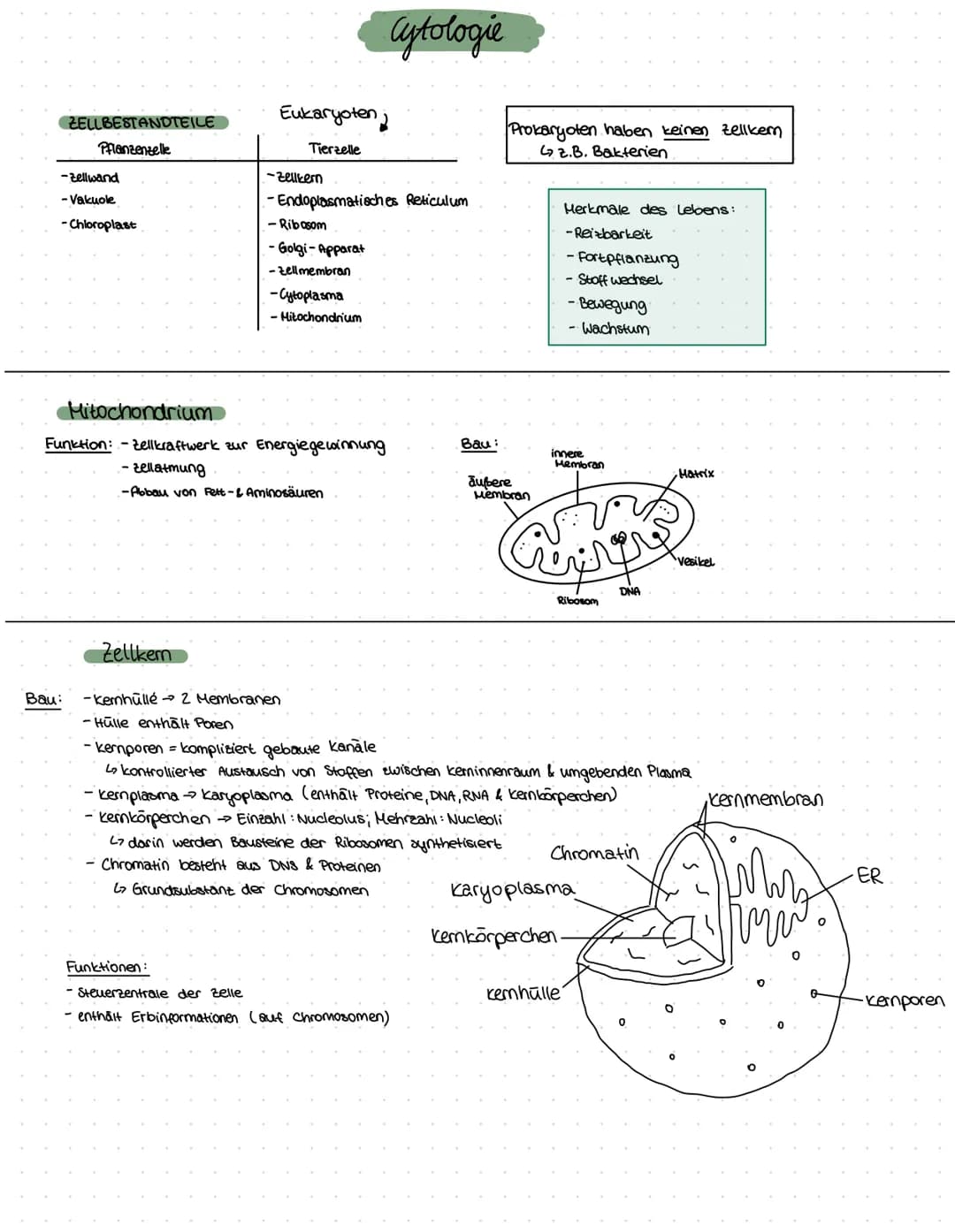 ZELLBESTANDTEILE
Pflanzenzelle
-Zellwand
-Vakuole
-Chloroplast
Bau:
Mitochondrium
Funktion:-Zellkraftwerk zur Energiegewinnung
Zellkern
•Cyt