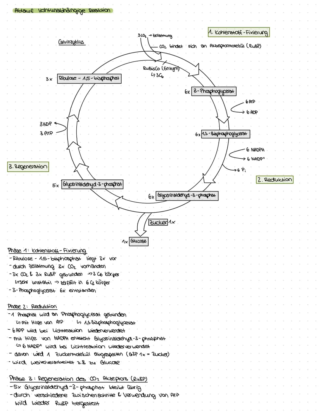 ZELLBESTANDTEILE
Pflanzenzelle
-Zellwand
-Vakuole
-Chloroplast
Bau:
Mitochondrium
Funktion:-Zellkraftwerk zur Energiegewinnung
Zellkern
•Cyt