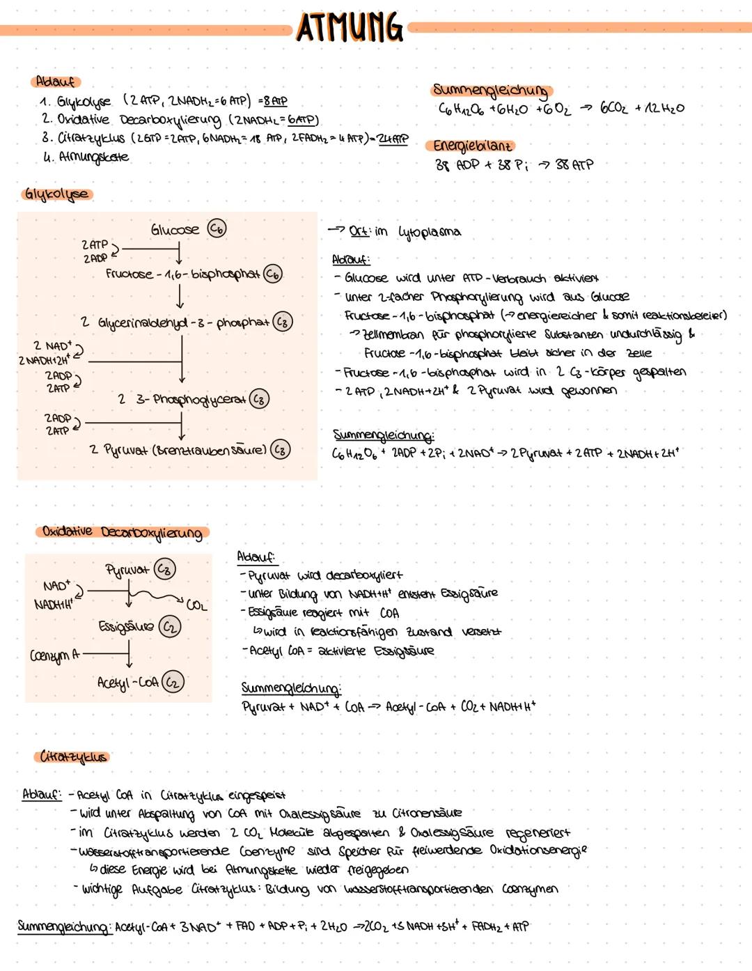 ZELLBESTANDTEILE
Pflanzenzelle
-Zellwand
-Vakuole
-Chloroplast
Bau:
Mitochondrium
Funktion:-Zellkraftwerk zur Energiegewinnung
Zellkern
•Cyt