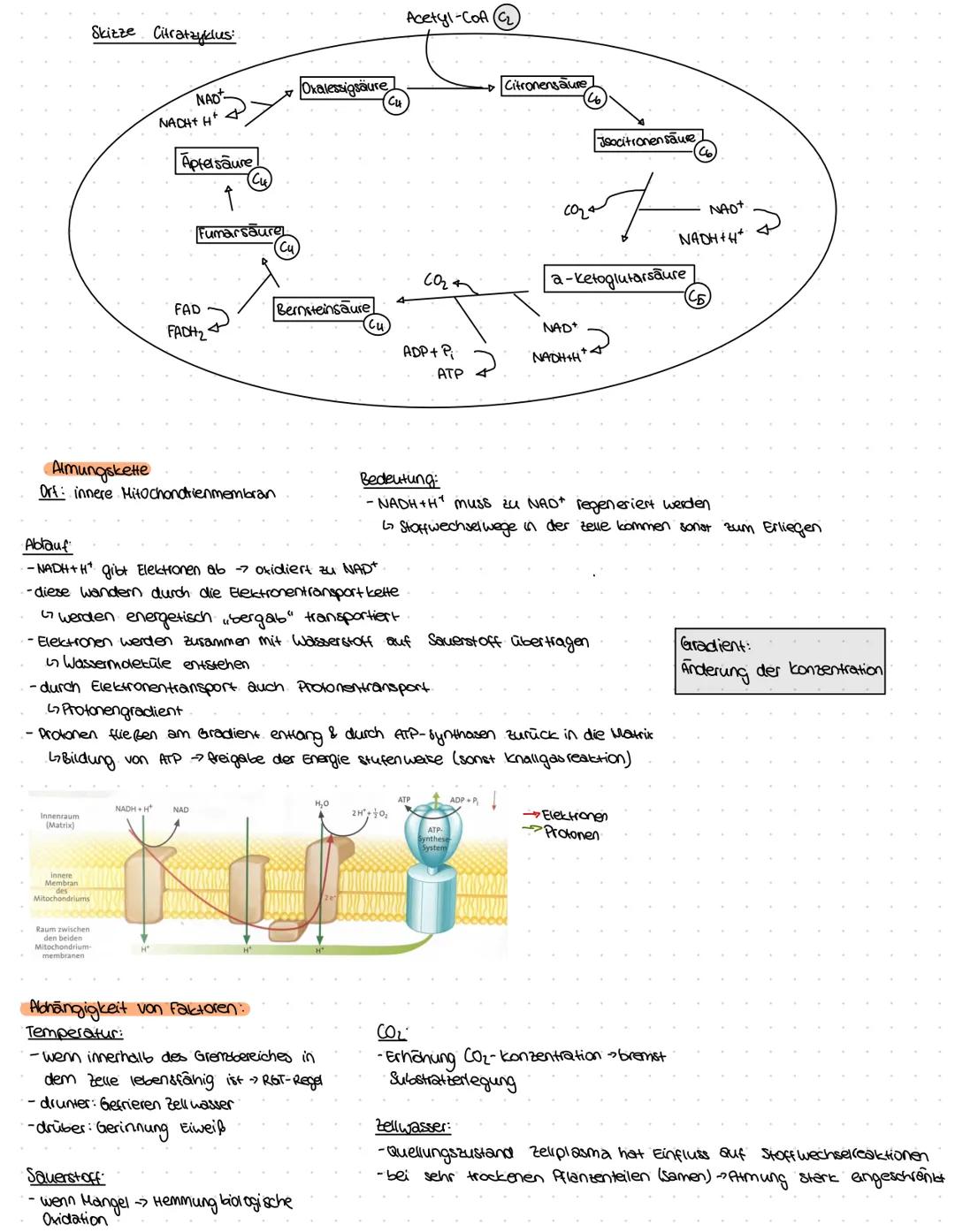 ZELLBESTANDTEILE
Pflanzenzelle
-Zellwand
-Vakuole
-Chloroplast
Bau:
Mitochondrium
Funktion:-Zellkraftwerk zur Energiegewinnung
Zellkern
•Cyt